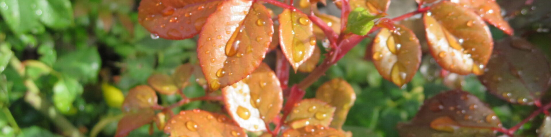 Header Image