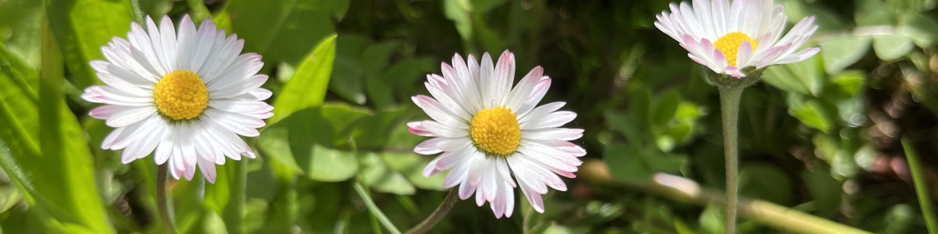 Header Image